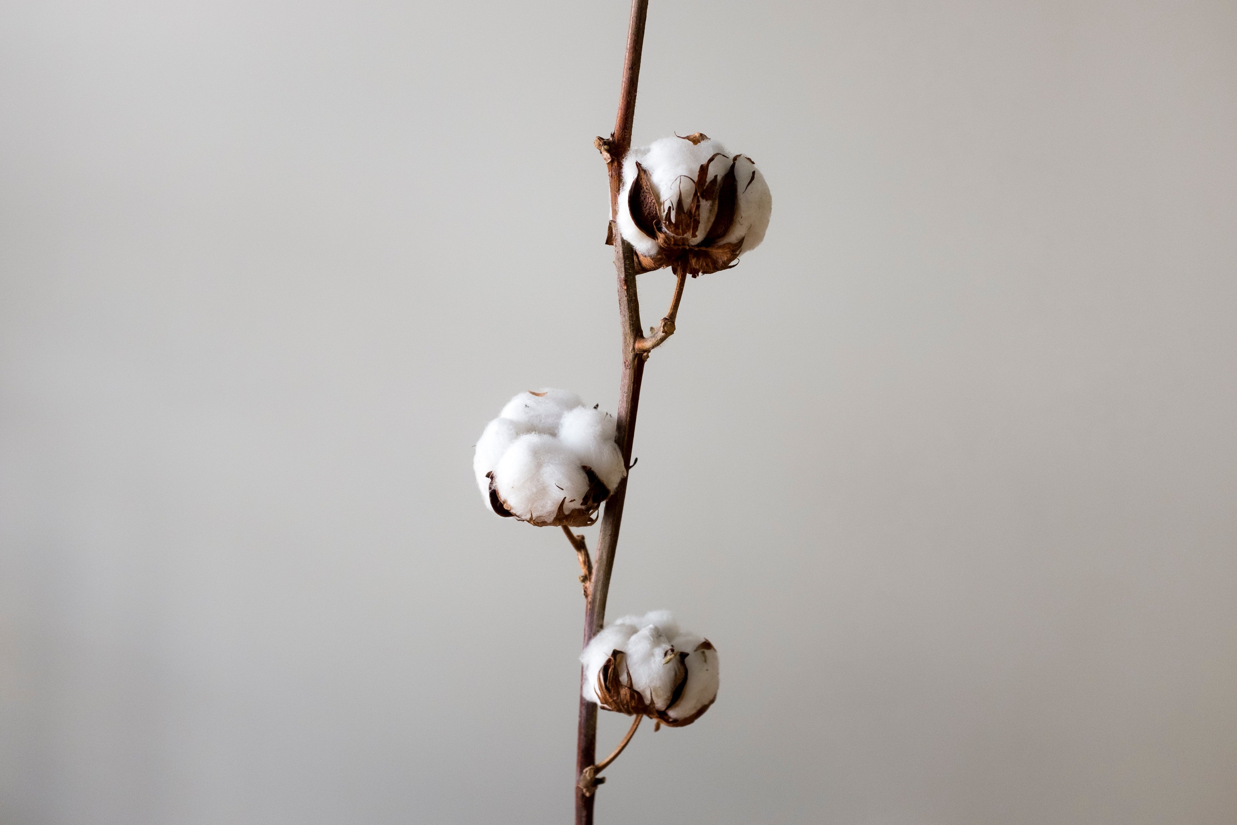 sustainable bulk t shirts