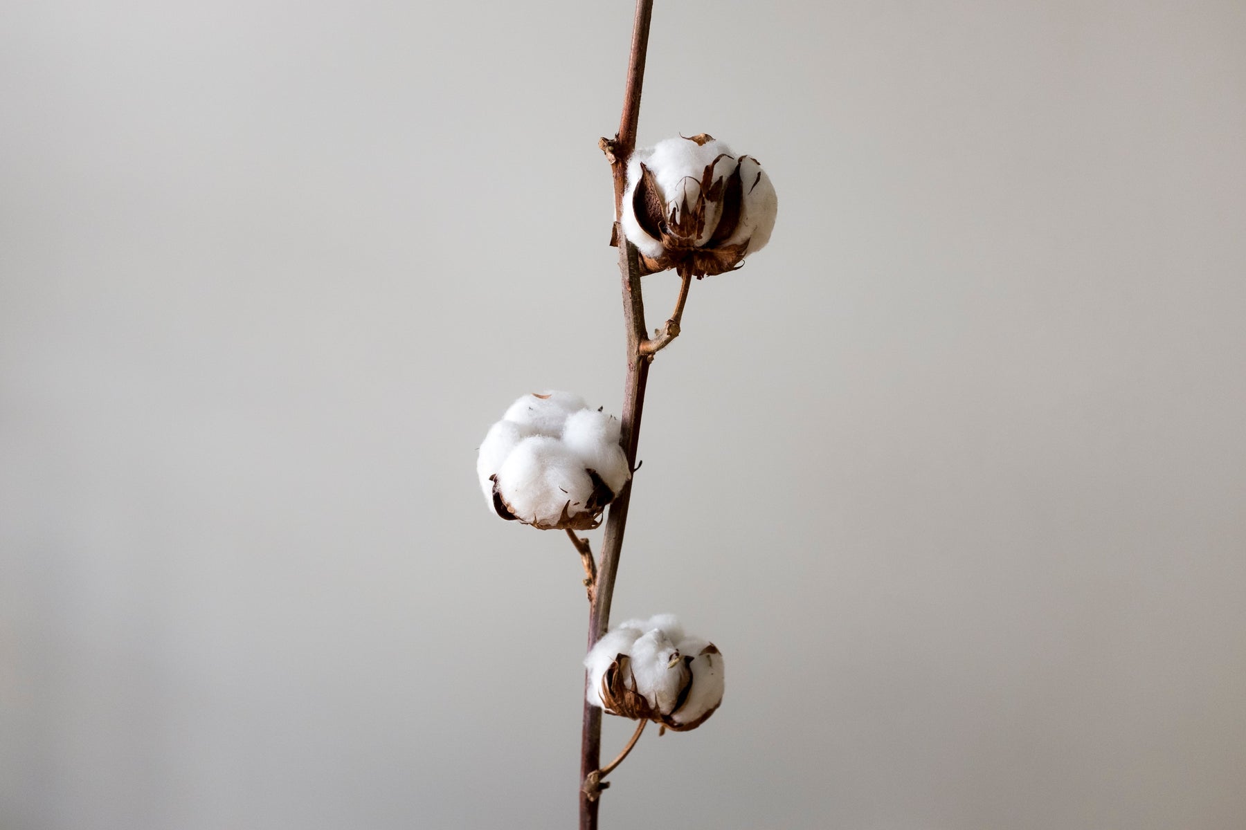 Cotton Explained: Pima Cotton vs Regular Cotton
