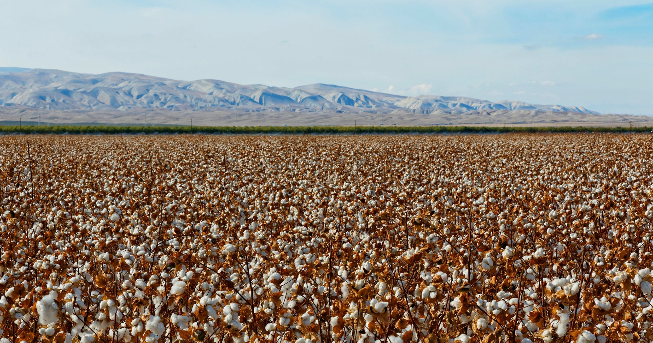 Field of cotton with mountains in the background
